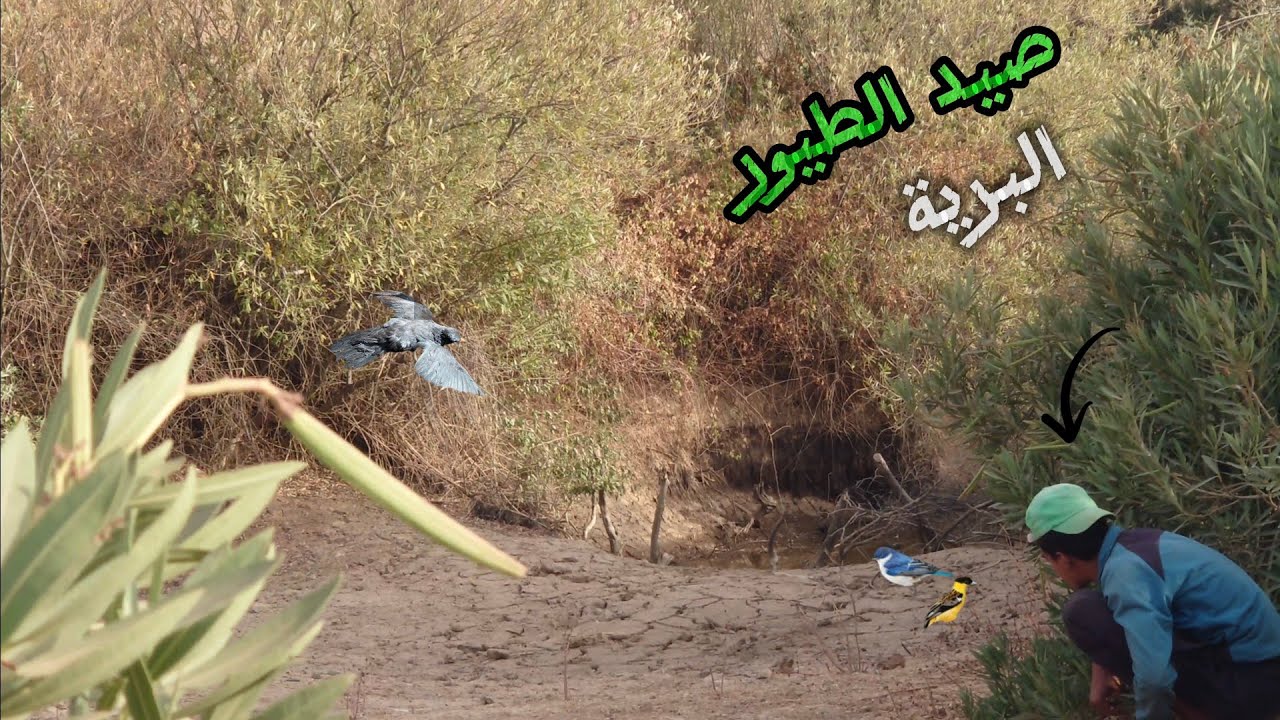 صيد الطيور البرية بطريقة سهلة و هائلة مقطع جديد أكثر من رائع ......