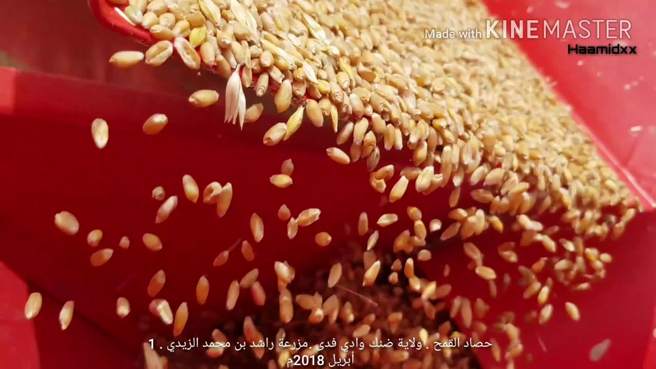 حصاد البر (القمح)