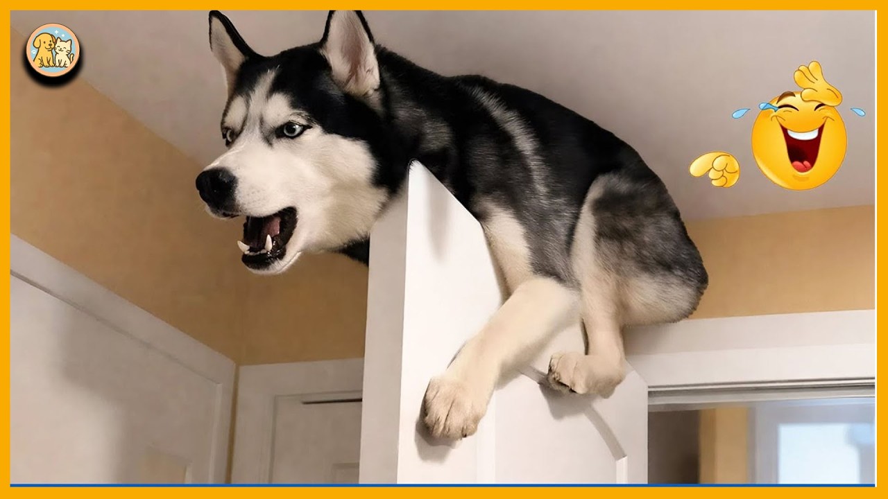 Not Even Netflix Comedies Can Top a Day with My Dog! 🐕-Funny Dog Video