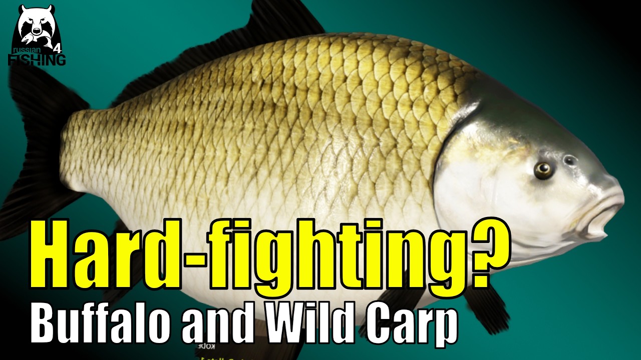 Российская рыбалка 4 - Ахтуба - Сильная рыба и длинные удочки, буйволовая рыба и дикий карп #rf4