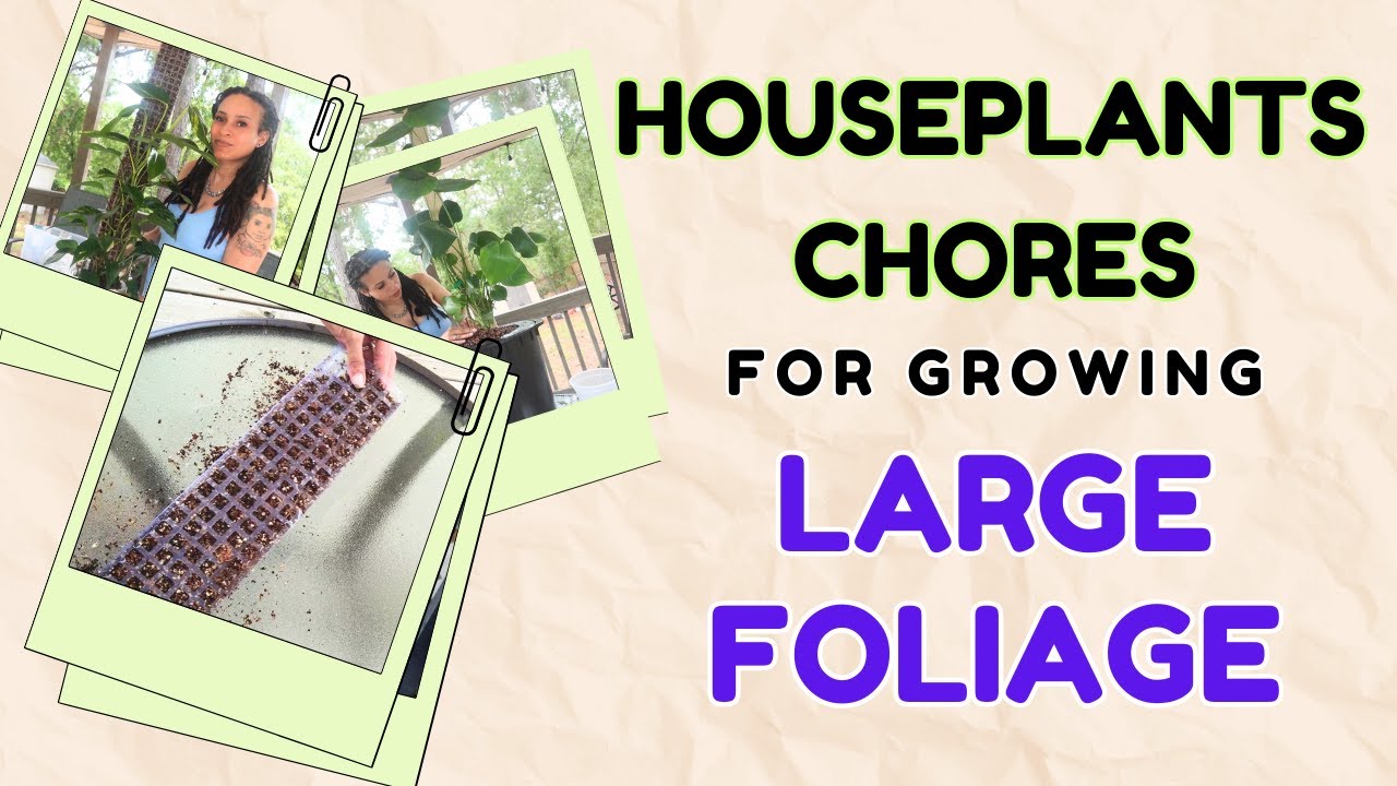 House Plant Chores: The Big Leaf Edition