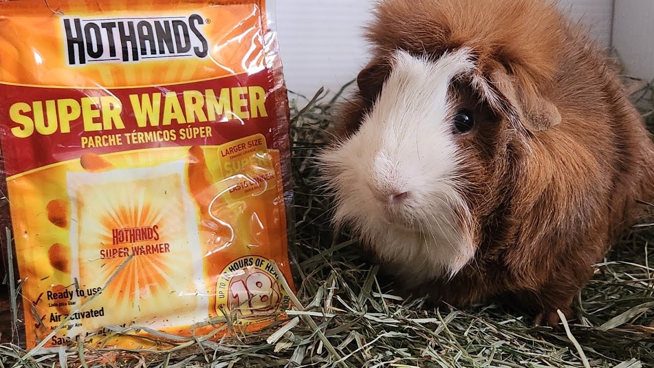 Do your Guinea Pigs have Hot Hands?