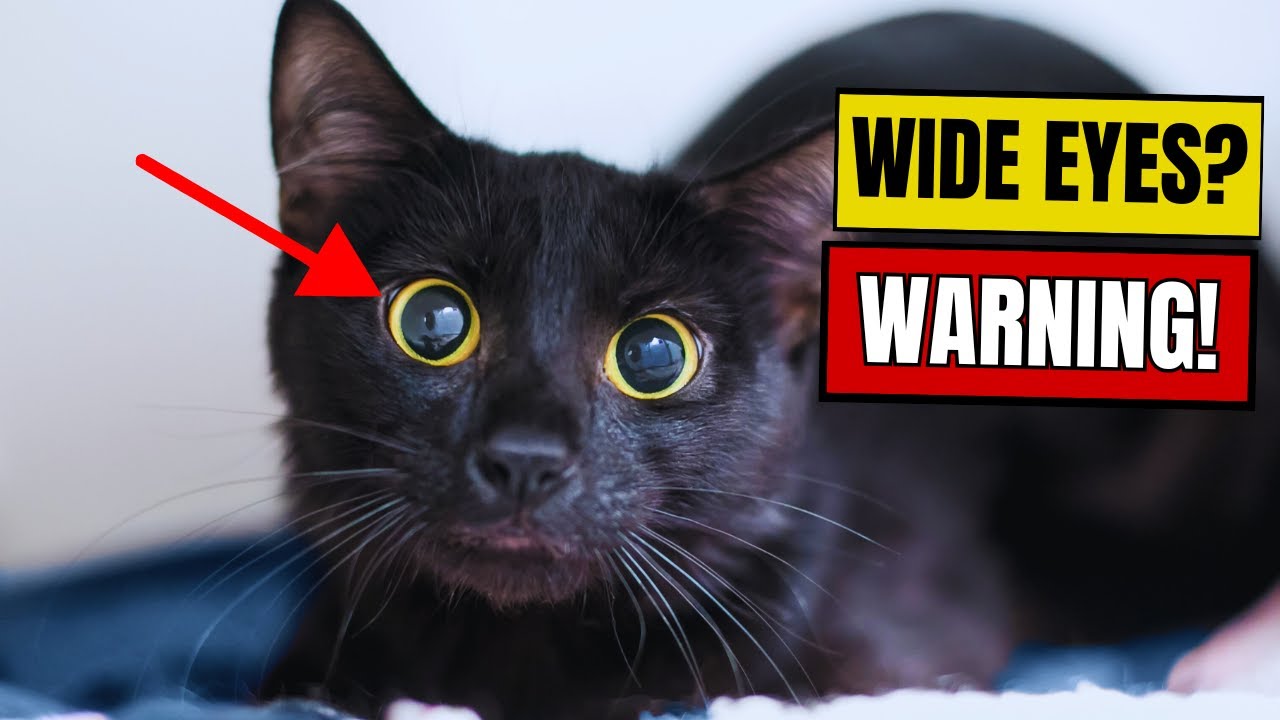 If Your Cat&rsquo;s Pupils Get BIG, They&rsquo;re Trying to Tell You THIS!