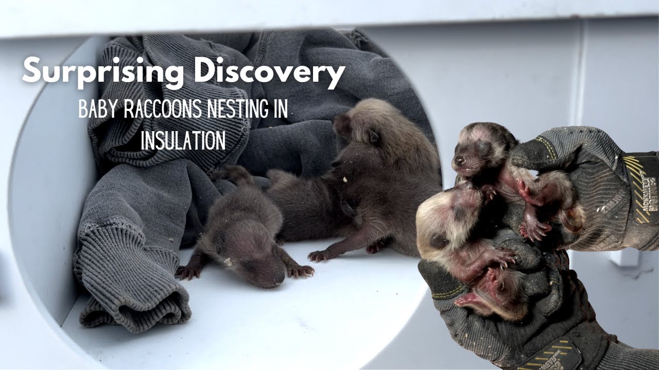 Baby Raccoons Nesting Makes For A Surprising Discovery | Raccoon Removal in Toronto