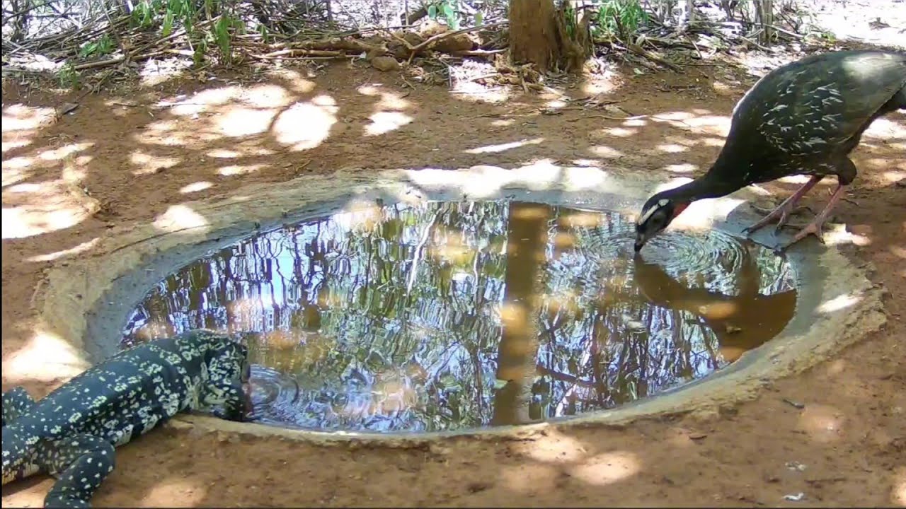 VEJA QUE REGISTROS INCRÍVEIS DOS ANIMAIS NA NATUREZA...