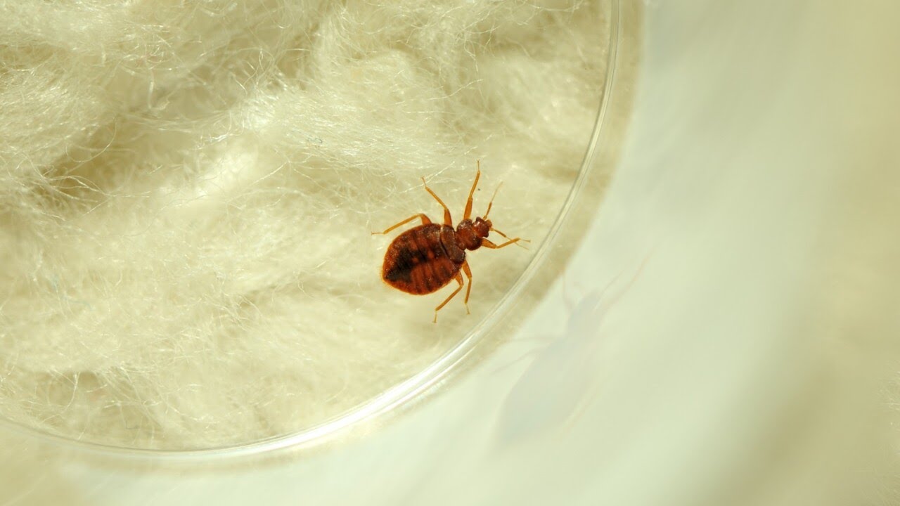 France plagued by bedbug infestations