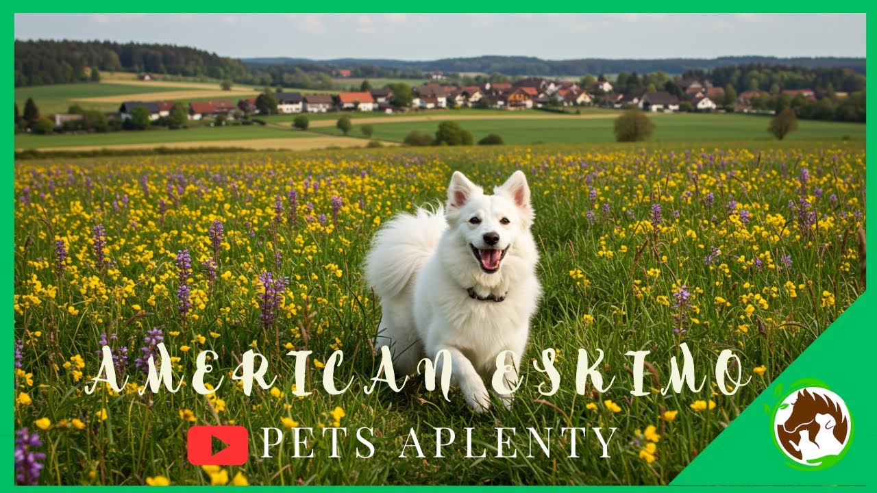 American Eskimo Dog Facts You Didn't Know!