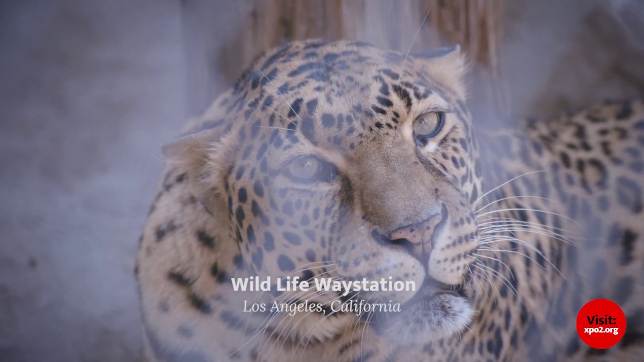 Wildlife Waystation