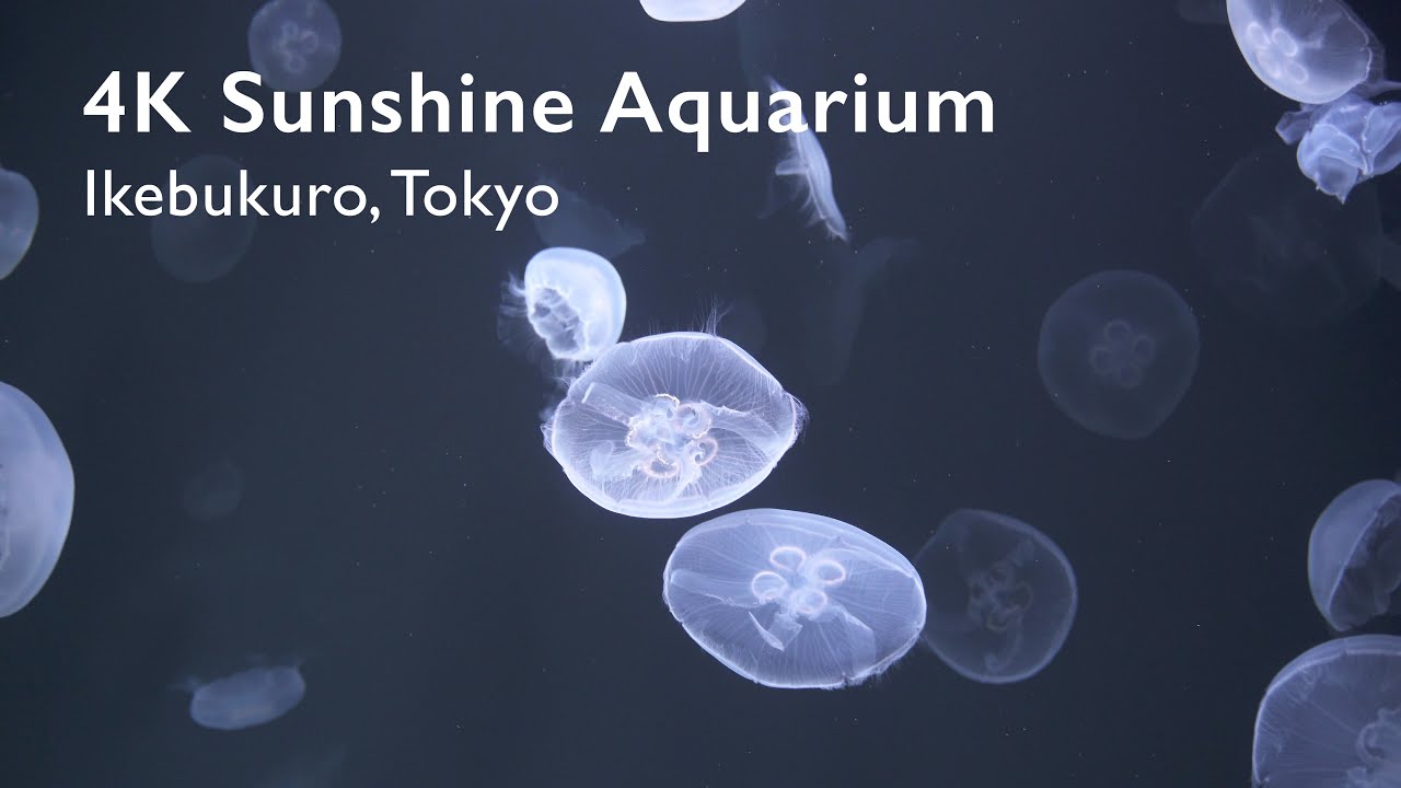 [4K] Walking with Jellyfish - Sunshine Aquarium, Tokyo