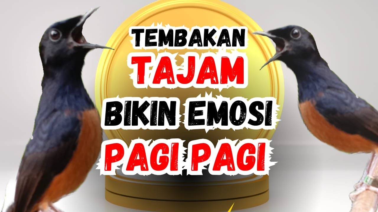 MURAI BATU GACOR AMPUH BUAT PANCINGAN murai batu MENJADIKAN murai batu cepat bunyi NYAUT emosi