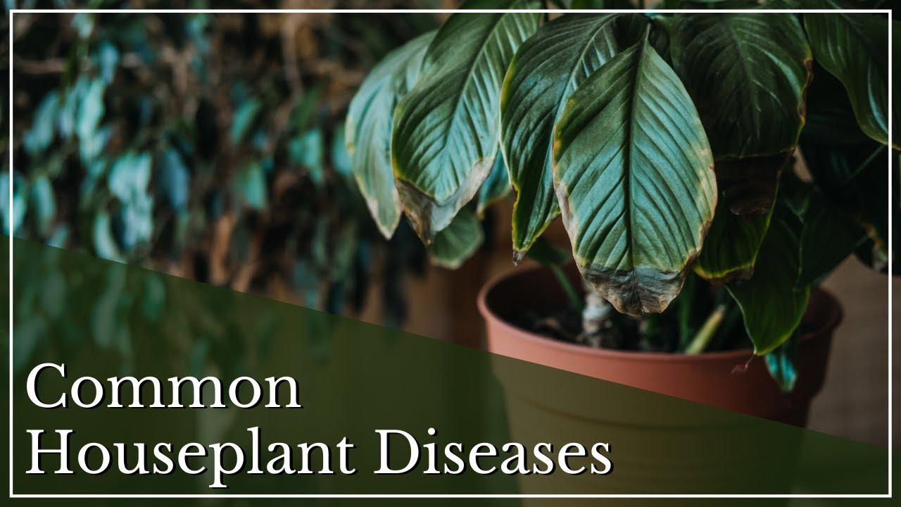 Common Houseplant Diseases and How to Treat Them