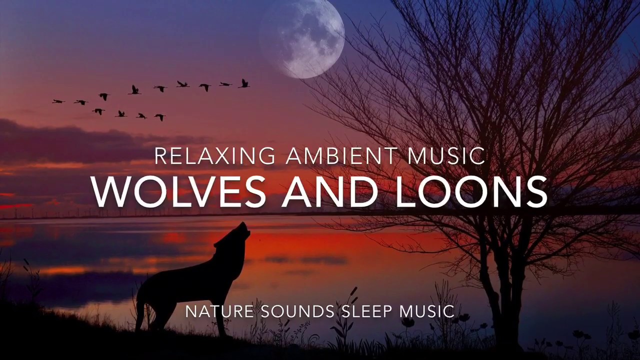 LOONS And Wolves / Loon Calls For Relaxing; With MUSIC