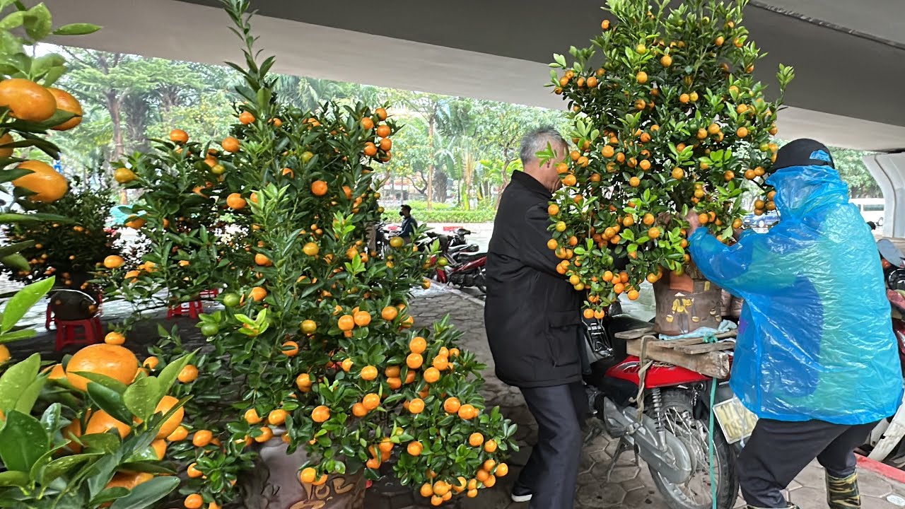 MỞ HÀNG RỒI - BÀ CHỐT 2 TRIỆU CÂY QUẤT TO NHẤT CỦA ÔNG TỴ, MƯA TÀM TÃ VẪN MUA