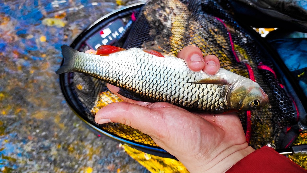 Cała armia ryb goni mojego WOBLERA – emocjonujące poszukiwanie pstrąga +50!