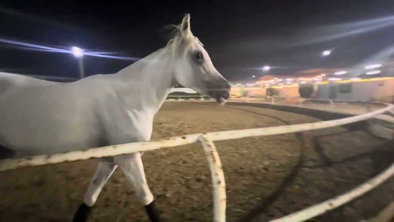 اسطبل المجد