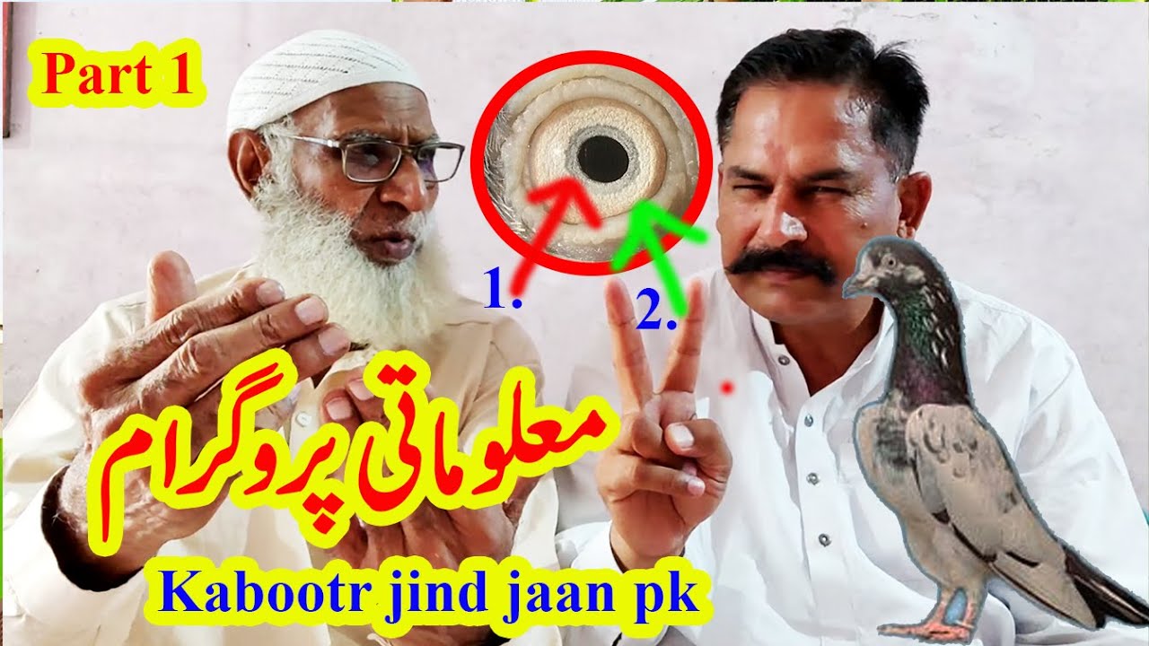 informative program for pigeons || 03004515078