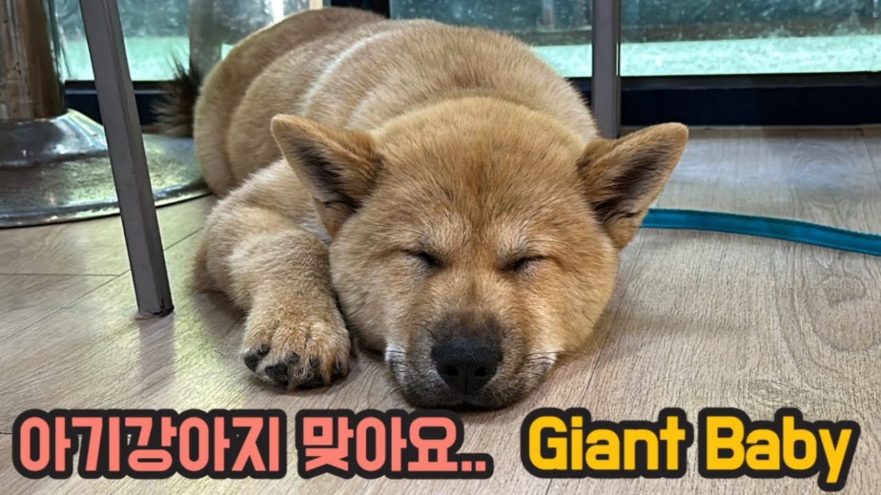 우리들의 귀염둥이 자이언트베이비.. 아기 강아지 맞아요..