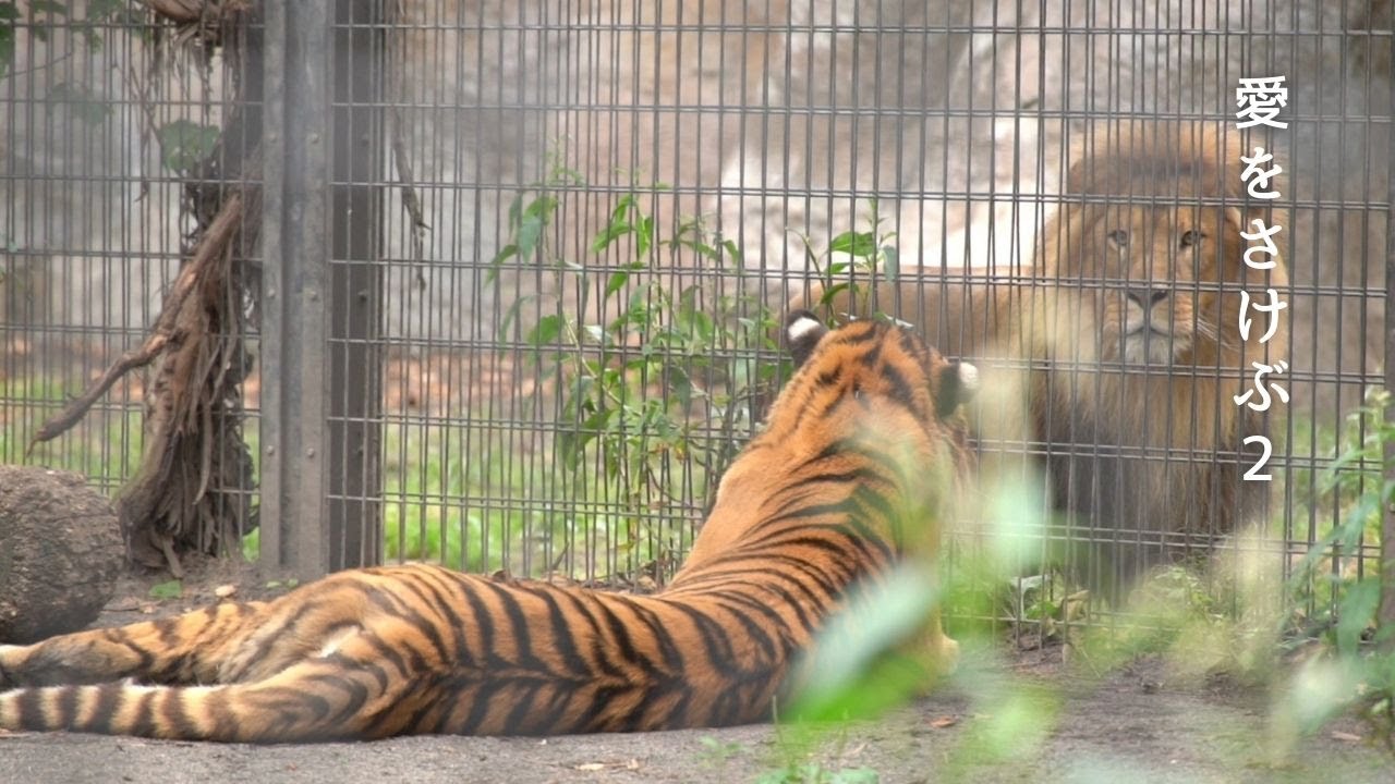 ライオンのオリト「愛をさけぶ vol.2」オリトの行動を心配するリキ…旭山動物園の若きライオン物語【Young lion love story】