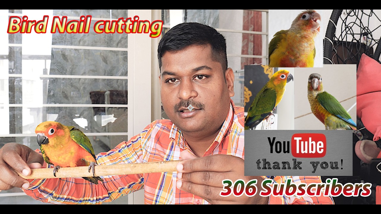 Bird Nail cutting | Max Sun conure | Daily Vlog update | Indo Media Birds Farm | #dailypetsvlog #pet