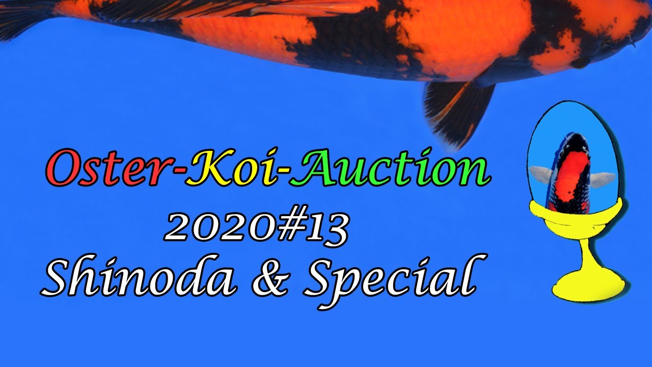 Oster-Koi-Auction 2020#13 / Shinoda & Dainichi