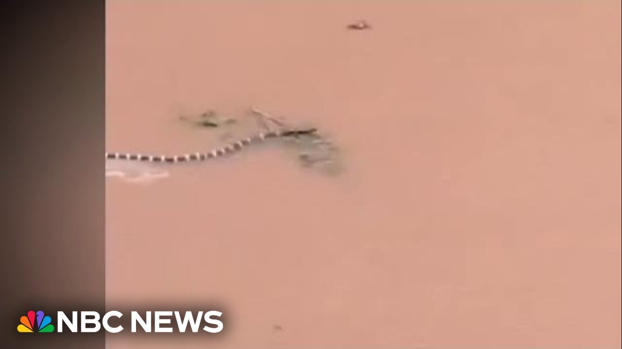 Hundreds of snakes loose in China after typhoon