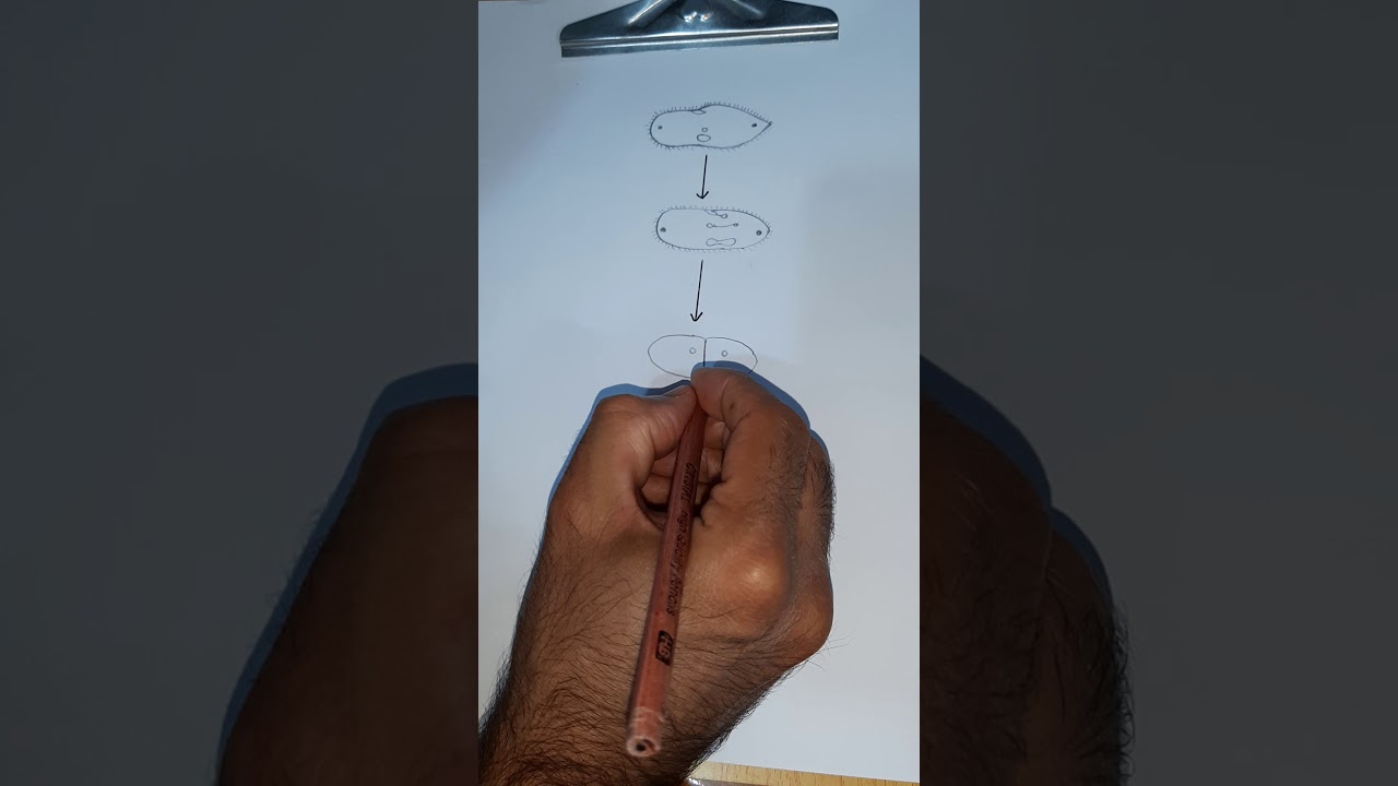 رسم الانقسام الثنائي في البراميسيوم (التكاثر اللاجنسي).