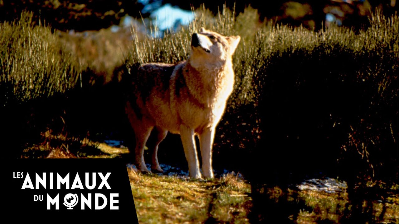 Fille de loups - Fous d'animaux