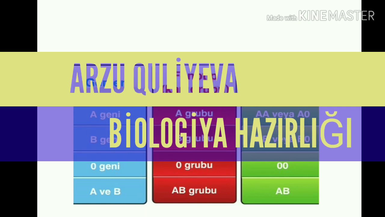 Qan qruplarının genetikası. Rezus faktoru.