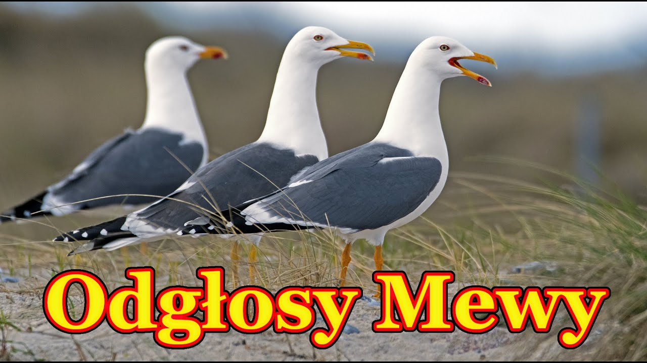 Mewa odgłos - dźwięk jaki wydaje mewa