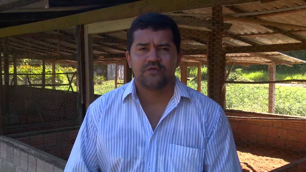 Amazônia Rural | Criação galinha raça índio gigante