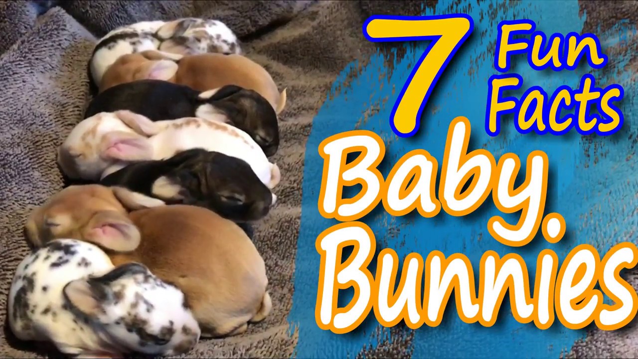 Fun Facts: Cute Funny Newborn Baby Bunny Rabbits Video