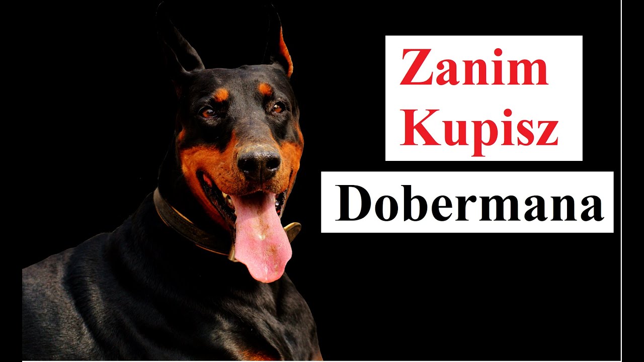 Zanim KUPISZ Dobermana