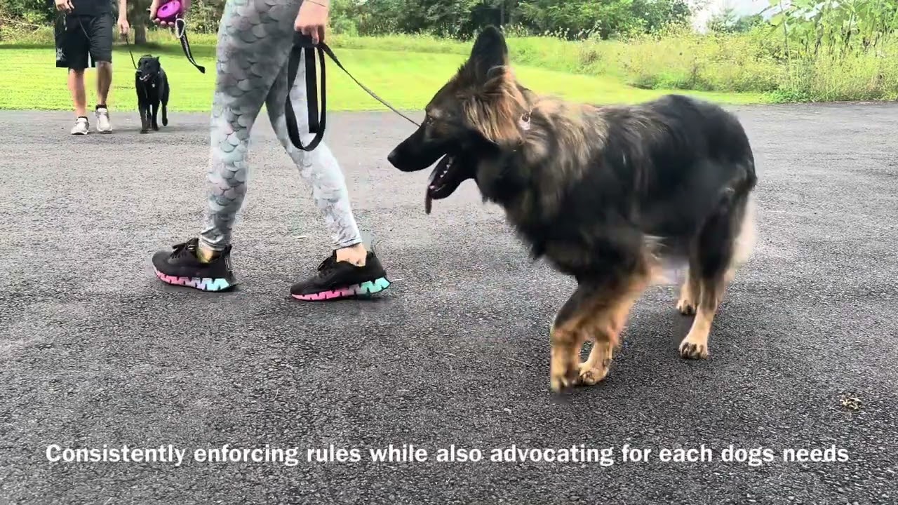 Stopping reactivity w/ German Shepherd & Ecollar — Balanced Dog Training