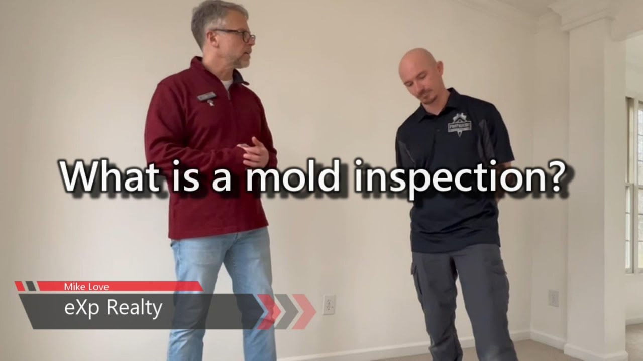What is a mold inspection?