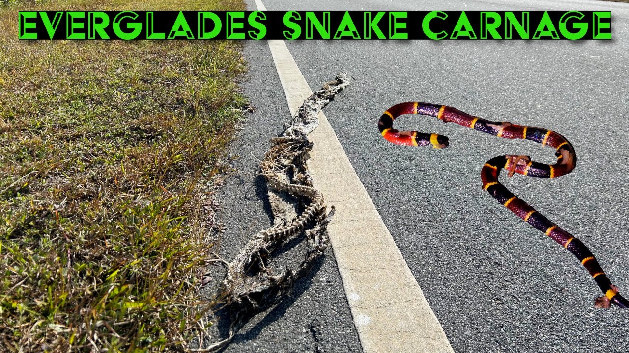 The Dark side of the Everglades National Park. Snake Carnage!