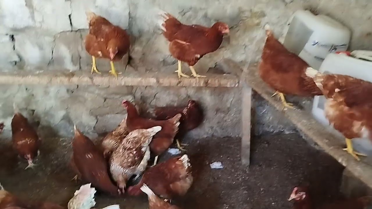 FOLLUKLARDAN YUMURTA TOPLAMA