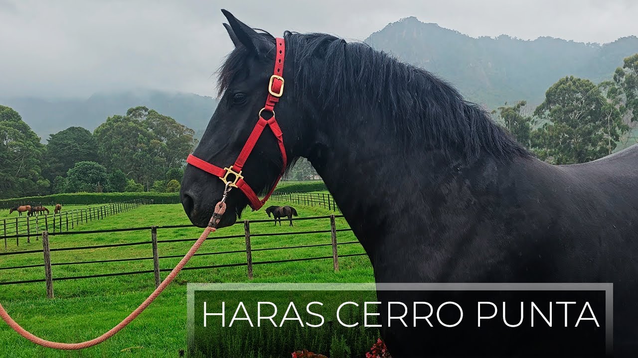 Haras Cerro Punta, Chiriquí, Panamá - 4k (CINEMATIC)