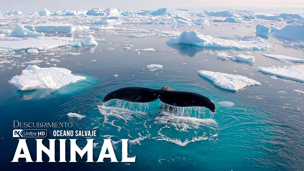 Gigantes Salvajes del Océano | Las Criaturas Más Poderosas del Mar