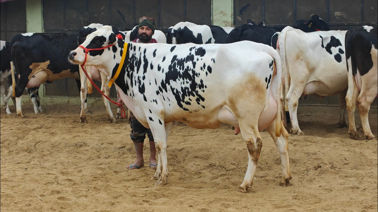 21 Cows for sale, 21 ਗਾਵਾਂ ਪ੍ਰਦੀਪ ਲੋਹਾਖੇੜਾ ਵਾਲੇ ਕੋਲ ਵਿਕਾਊ 