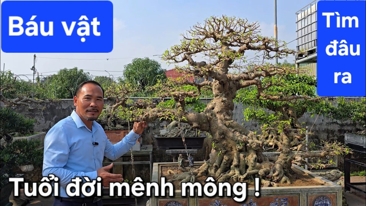 Tại sao cây già lại đắt khét và được coi là báu vật ?