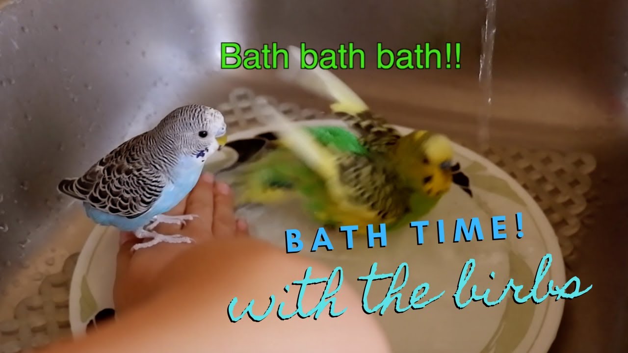 Bath Time For the Birbs | Budgie and Cockatiel friends