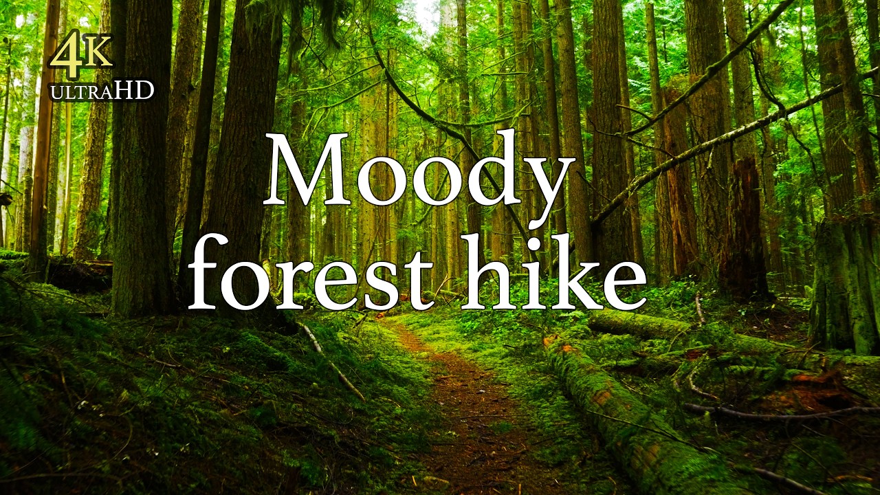 Moody PNW Hike Through Magical Rainforest | 4K Virtual Hike