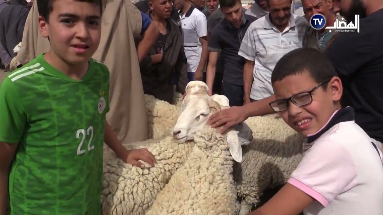 اسعار الأضحية مباشرة من سوق العلمة ولاية سطيف