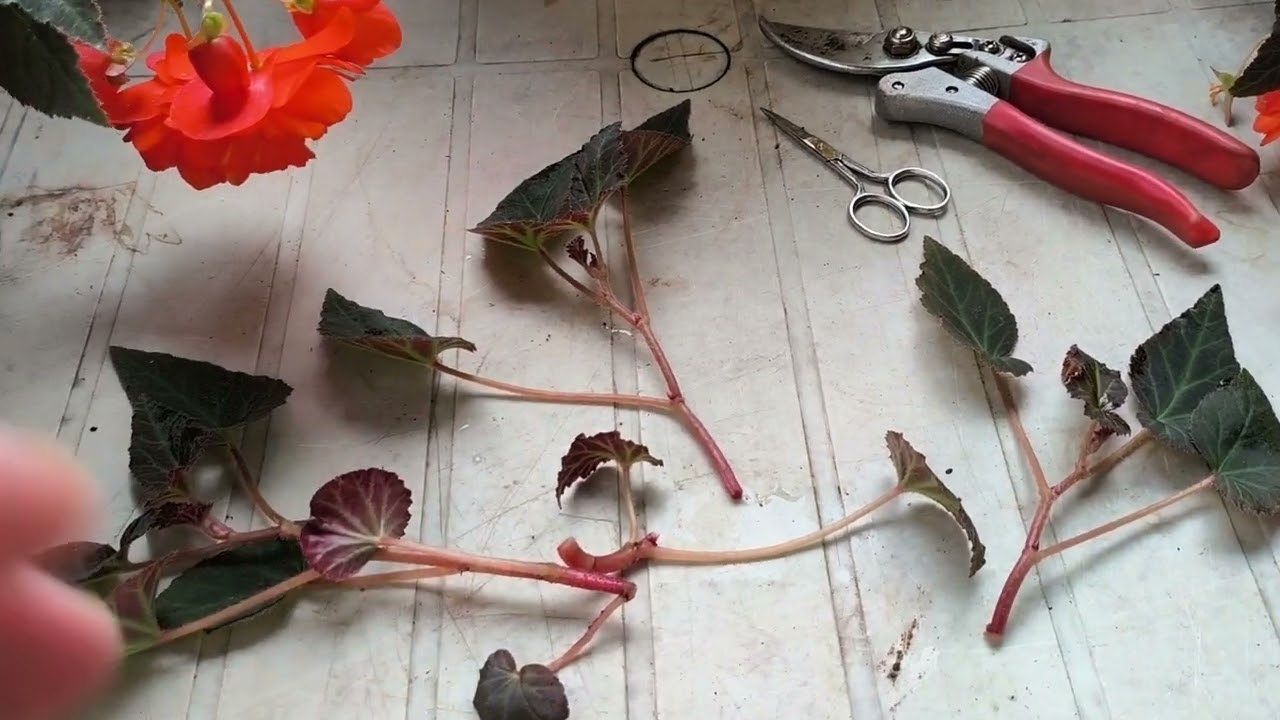 Моя итоговая цель при черенковании бегоний -  клубень. Какие побеги беру на черенки.