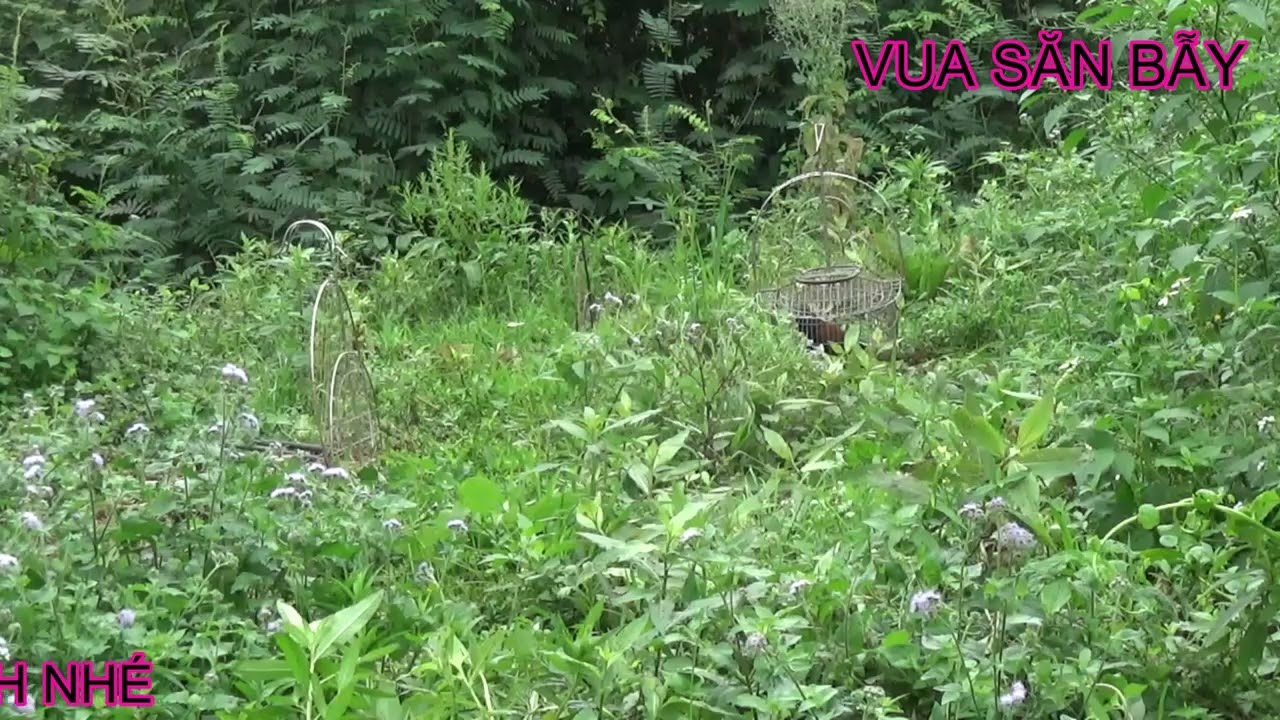 BẪY CHIM BÌM BỊP 2026.NHÌN KÈO BẪY MÀ QUÁ THÍCH MẮT.