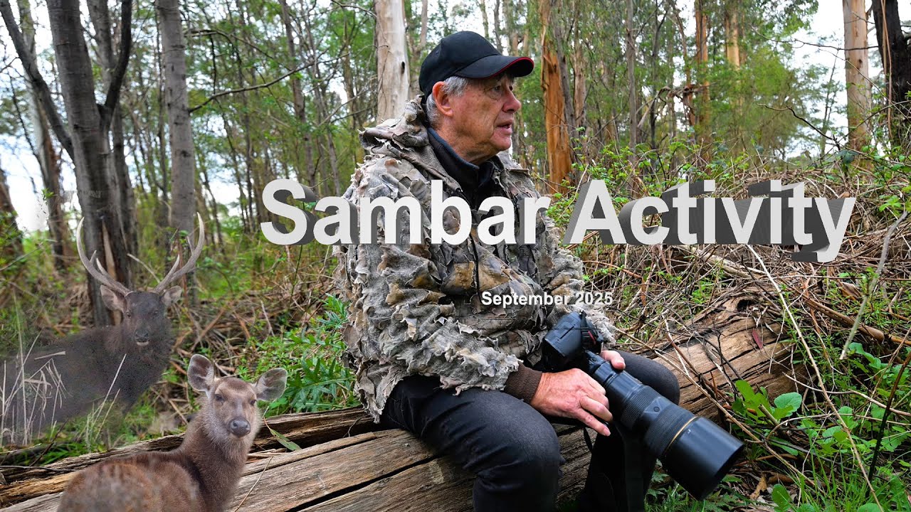 Sambar Activity September 2025