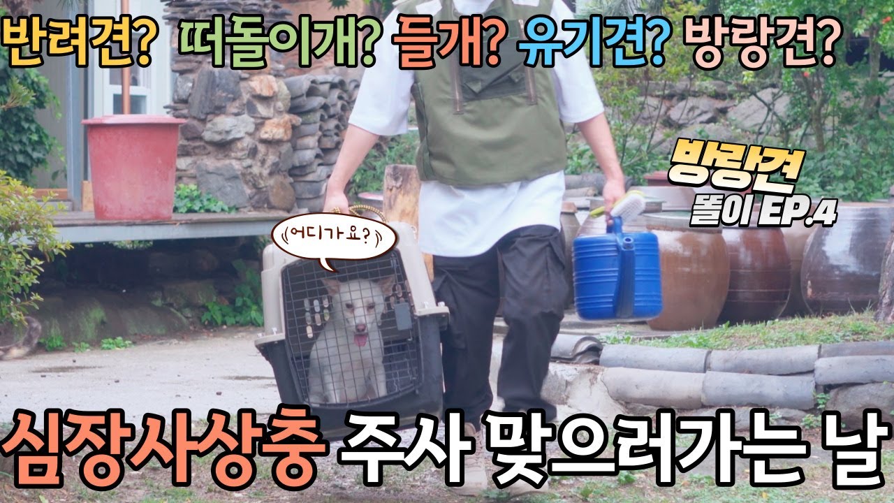 심장사상충 주사 맞으러 가는 똘이  (방랑견 똘이 EP.4)