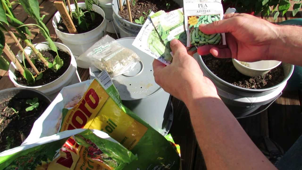 MFG 2013: 1 of 4 How to Plant Container Peas for the Fall Garden