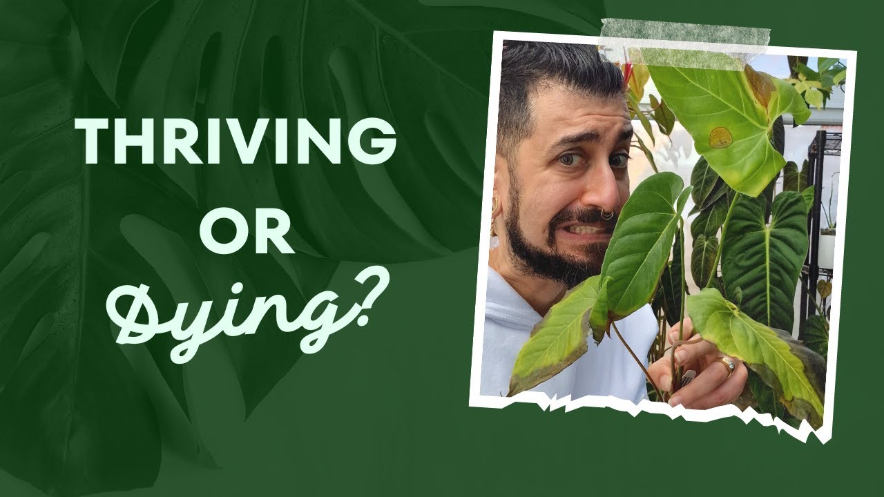 Unboxing 12 RARE Houseplants from Ecuagenera Pop-Up! 🌱 | Houseplant Haul