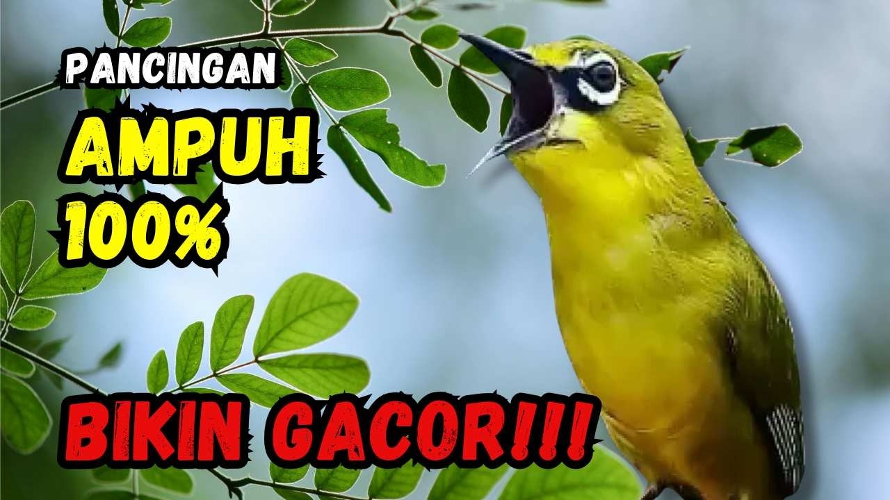 Hitungan Detik Pleci Jenis Papun Ikut Bunyi, Pancingan Ampuh Bikin Pleci Gacor